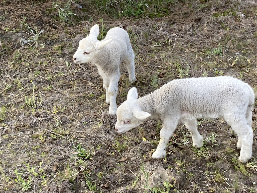 ひつじさん専用 2022-05-08175414_1024x.jpg?v=