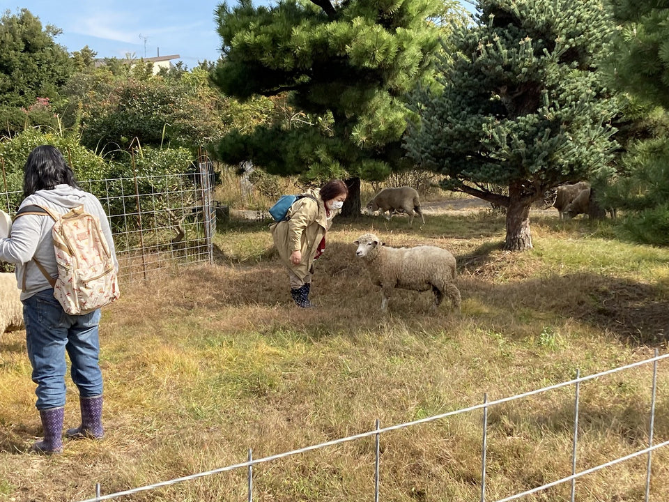 あつまれ、ひつじの森！ ～かわいいひつじさんと触れ合おう。無料エサやり体験も🐑～ 参加チケット 【ひつじサミット尾州】