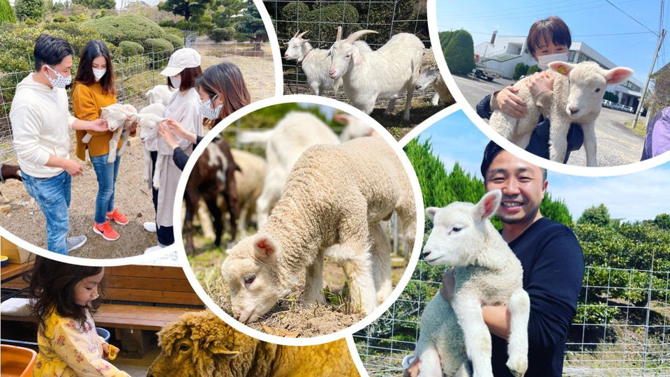 あつまれ、ひつじの森！ ～かわいいひつじさんと触れ合おう。無料エサやり体験も🐑～ 参加チケット 【ひつじサミット尾州】